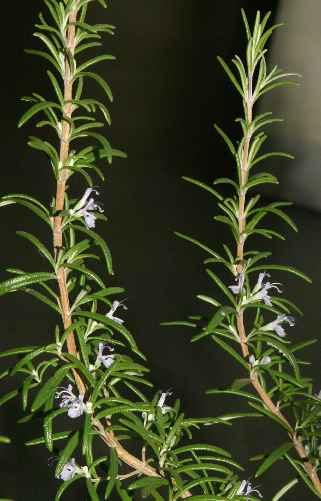 Rosemary Rosmarinus officinalis